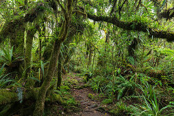 Weg im Forêt de Bébour, Reunion, Frankreich