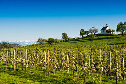 Apfelplantage, Obstplantage, Antoniuskapelle in Selmnau bei Wasserburg, Bodensee, hinten die Schweizer Alpen, Allgäu,  Bayern, Deutschland