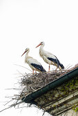 White Storks (Ciconia ciconia) in nest on roof, near Salem, Lake Constance, Baden-Württemberg, Germany