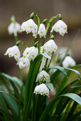 Frühlingsknotenblume (Leucojum vernum), auch Märzenbecher, Hintelestal, Fridingen an der Donau, Naturpark Obere Donau, Baden-Württemberg, Deutschland