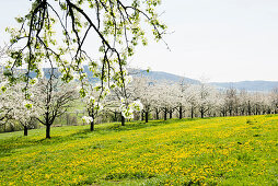 Blühende Streuobstwiesen, Kirschblüte, Obereggenen, Markgräflerland, Schwarzwald, Baden-Württemberg, Deutschland