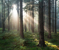 Kaltenhofer Moor (Hochmoor, Naturschutzgebiet), Dänischer Wohld, Rendsburg-Eckernförde, Schleswig-Holstein, Deutschland