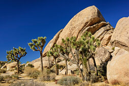 Joshua-Bäume stehen vor Felsen, Joshua Tree Nationalpark, Kalifornien, USA