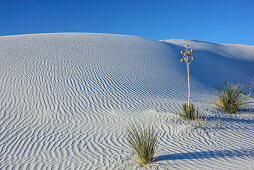 Seifen-Palmlilie steht in weißen Sanddünen, White Sands National Monument, New Mexico, USA