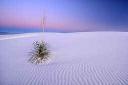Seifen-Palmlilie steht in der Dämmerung in weißen Sanddünen, White Sands National Monument, New Mexico, USA