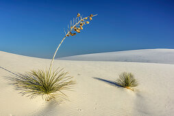 Seifen-Palmlilie steht in weißen Sanddünen, White Sands National Monument, New Mexico, USA