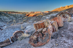 Tree trunk of petrified wood, Petrified Forest National Park, Arizona, USA