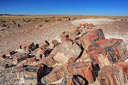 Bunter Baumstamm aus versteinertem Holz, Petrified Forest Nationalpark, Arizona, USA