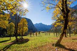 autumn colors in the Eng, maple, Acer pseudoplatanus, Austria, Europe