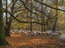 Schafherde beim grasen im Herbstlaub im nördlichen Englischen Garten, München, Oberbayern, Deutschland
