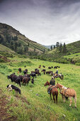 USA, Oregon, Joseph, Cowboys Todd Nash and Cody Ross move cattle from the Wild Horse Creek up Big Sheep Creek to Steer Creek in Northeast Oregon