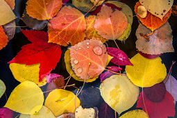 USA, Oregon, Bend, the fall colors begin to cover the town of Bend, Oregon