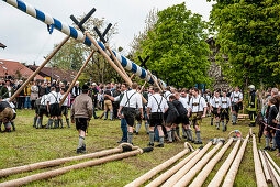 Stangenpaare, Schwaiberl, Scharstangen, Irxnschmalz, Maibaum-Aufstellen, Maibaum, Burschenverein, Tradition, Rituale, Frühling, Egmating, Bayern, Deutschland, Europa