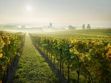 vineyards, Freigut Heurige, Gumpoldskirchen, Thermal Region, Lower Austria, Austria