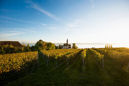 Pilgrimage church Birnau with vineyards in autumn at sunset, Uhldingen-Mühlhofen, Lake Constance, Baden-Württemberg, Germany