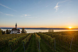 Wallfahrtskirche Birnau mit Weinbergen im Herbst bei Sonnenuntergang, Uhldingen-Mühlhofen, Bodensee, Baden-Württemberg, Deutschland