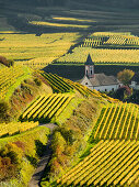 Village in the vineyards in autumn, Altvogtsburg, Oberbergen, Kaiserstuhl, Baden-Württemberg, Germany
