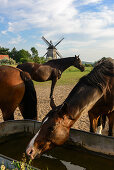 Horses in front of the windmill of Benz, Usedom, Ostseeküste, Mecklenburg-Western Pomerania, Germany