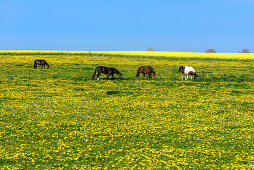 Pferde auf einer Blumenwiese, Insel Poel,  Ostseeküste, Mecklenburg-Vorpommern, Deutschland