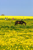 Pferde auf einer Blumenwiese, Insel Poel,  Ostseeküste, Mecklenburg-Vorpommern, Deutschland
