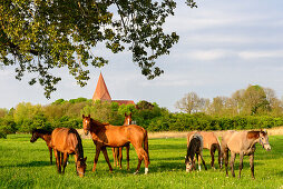 Pferde auf einer Wiese, Kirchdorf,  Insel Poel,  Ostseeküste, Mecklenburg-Vorpommern, Deutschland