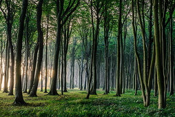 Gespenster Wald bei Nienhagen, , Ostseeküste, Mecklenburg-Vorpommern, Deutschland