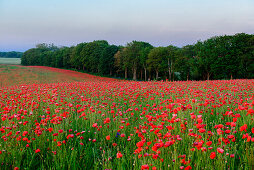 Mohnfeld mit Baumallee auf Rügen, Ostseeküste, Mecklenburg-Vorpommern, Deutschland