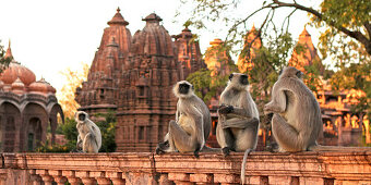 Monkeys at the temple of Mandore, Rajasthan, India, Asia