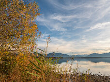 View through the reeds to the Chiemsee and the Chiemgau Alps and the Kaisergebirge, Chieming, Upper Bavaria, Germany