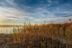 View on reed and sunset at Chiemsee, Chieming, Upper Bavaria, Germany