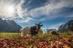 Goats grazing in the autumnal landscape at Watzmann, Ramsau, Upper Bavaria, Germany