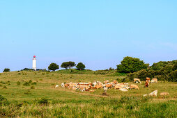 Herd of cows in front of lighthouse Dornbusch, Hiddensee, Ruegen, Baltic Sea coast, Mecklenburg-Vorpommern, Germany