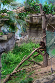 Orangutan in Darwineum from Zoo Rostock, Ostseekueste, Mecklenburg-Vorpommern Germany