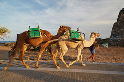 Camels going home for the night, Caleta de Fustes, Fuerteventura, Canary Islands, Islas Canarias, Atlantic Ocean, Spain, Europe