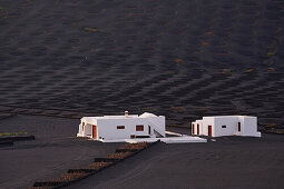 Sonnenuntergang im Weinbaugebiet La Geria am Fuß der Feuerberge, Lanzarote, Kanaren, Kanarische Inseln, Islas Canarias, Spanien, Europa