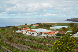 Plantation of bananas near Icod de los Vinos, Tenerife, Canary Islands, Islas Canarias, Atlantic Ocean, Spain, Europe