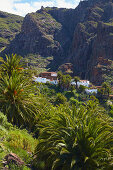 View across luxuriant vegetation at Masca, Teno mountains, Tenerife, Canary Islands, Islas Canarias, Atlantic Ocean, Spain, Europe