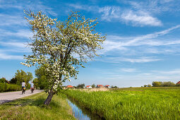 Pferdekutsche, Vitte, Insel Hiddensee, Mecklenburg-Vorpommern, Deutschland