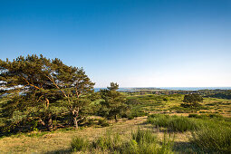 Landschaft am Dornbusch, Insel Hiddensee, Mecklenburg-Vorpommern, Deutschland