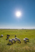 Sheep on a field, Hiddensee island, Mecklenburg-Western Pomerania, Germany