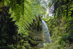 Cascada de los Tilos, waterfall, Barranco del Agua, gorge, laurel forest, UNESCO Biosphere Reserve, La Palma, Canary Islands, Spain, Europe