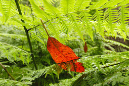 giant ferns, laurel leaf, laurel forest, Barranco de la Galga, gorge, east slope of Caldera de Taburiente, Parque Natural de las Nieves, UNESCO Biosphere Reserve, La Palma, Canary Islands, Spain, Europe