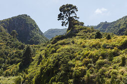 Lomo de Tabacal, Barranco de San Juan, Schlucht, b. San Juan, Ostflanke der Caldera de Taburiente, Parque Natural Las Nieves, UNESCO Biosphärenreservat, La Palma, Kanarische Inseln, Spanien, Europa