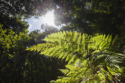 laurel forest, ferns, Los Tilos, Parque Natural de las Nieves, UNESCO Biosphere Reserve, La Palma, Canary Islands, Spain, Europe