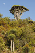 Drachenbäume, lat. Dracaena draco, Mond, Barranco de Buracas, bei Las Tricias, UNESCO Biosphärenreservat, La Palma, Kanarische Inseln, Spanien, Europa