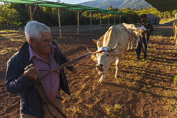 Ankunft des Viehs am Morgen, Viehmesse in San Antonio del Monte, Region Garafia, UNESCO Biosphärenreservat,  La Palma, Kanarische Inseln, Spanien, Europa
