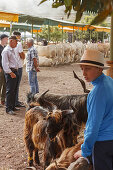 goats, livestock fair in San Antonio del Monte, Garafia region, UNESCO Biosphere Reserve, La Palma, Canary Islands, Spain, Europe