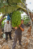 worker in a banana plantation, man, Monte Brena, UNESCO Biosphere Reserve, La Palma, Canary Islands, Spain, Europe