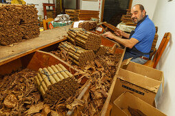 cigars and tobacco leaves, worker, man, manufacture of cigars, Brena Alta, UNESCO Biosphere Reserve, La Palma, Canary Islands, Spain, Europe