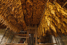 Tabakblätter, Trockenhaus für Tabak, Zigarrenmanufaktur, Brena Alta, UNESCO Biosphärenreservat,  La Palma, Kanarische Inseln, Spanien, Europa